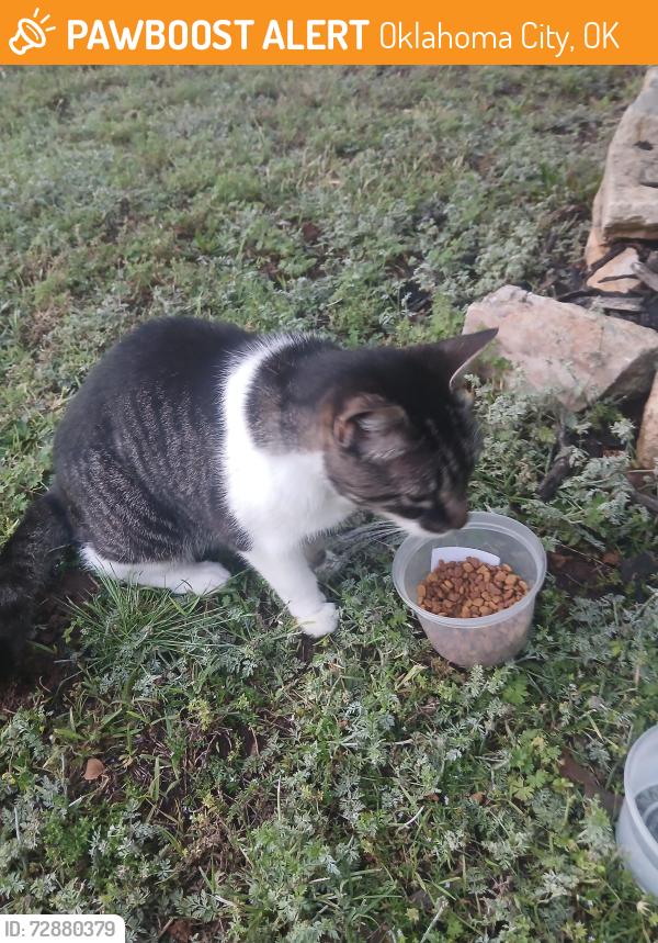 Found/Stray Female Cat last seen 164th & Pennsylvania , Oklahoma City, OK 73013