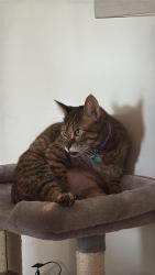 Lost Female Cat last seen Ramblewood east cndmniums , Coral Springs, FL 33065