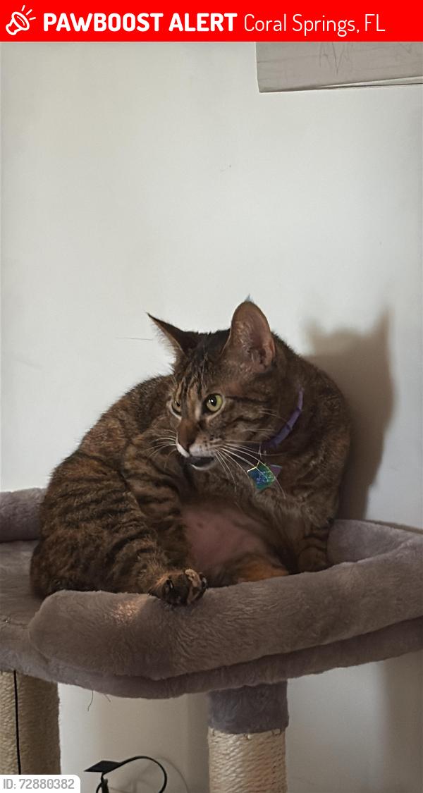 Lost Female Cat last seen Ramblewood east cndmniums , Coral Springs, FL 33065