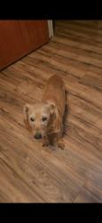 Lost Female Dog last seen Hillcroft &Bellaire, Houston, TX 77074