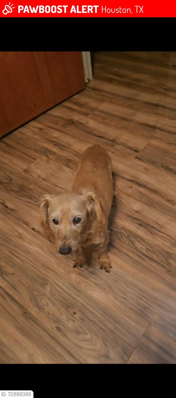 Lost Female Dog last seen Hillcroft &Bellaire, Houston, TX 77074