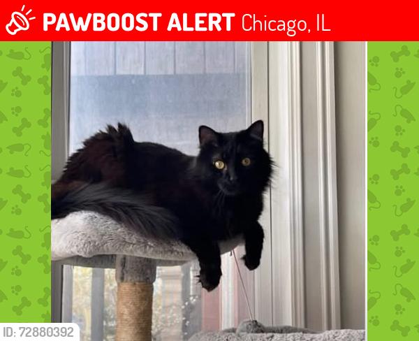 Lost Male Cat last seen Hoyne and Potomac, Chicago, IL 60622
