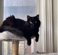 Lost Male Cat last seen Hoyne and Potomac, Chicago, IL 60622