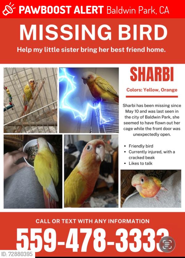 Lost Unknown Bird last seen Near Baldwin Park Blvd, Baldwin Park, CA 91706., Baldwin Park, CA 91706