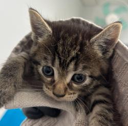 Shelter Stray Female Cat last seen Near National Avenue, San Diego, CA, 92113, San Diego, CA 92110