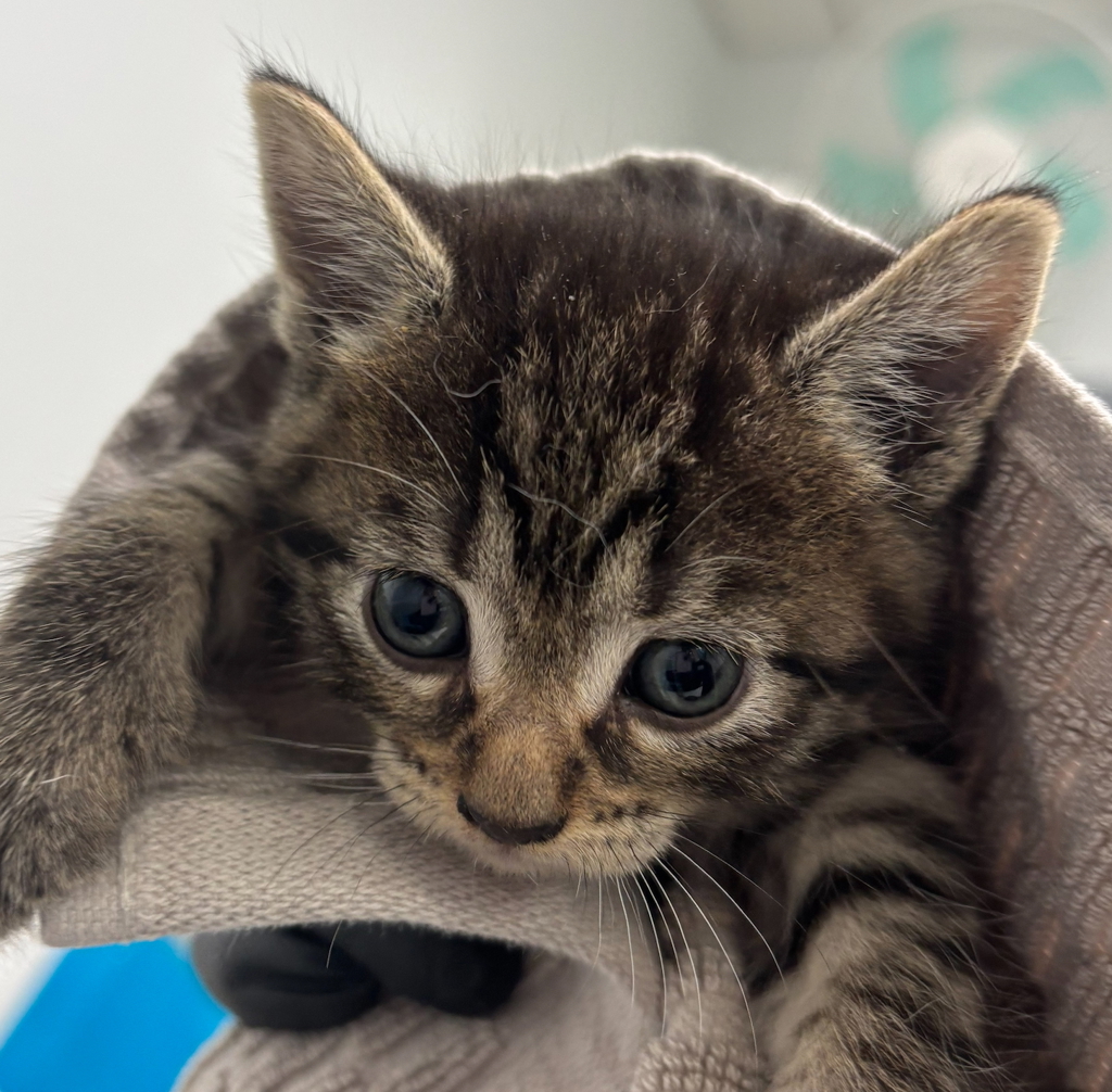 Shelter Stray Female Cat last seen Near National Avenue, San Diego, CA, 92113, San Diego, CA 92110