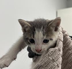 Shelter Stray Male Cat last seen Near National Avenue, San Diego, CA, 92113, San Diego, CA 92110