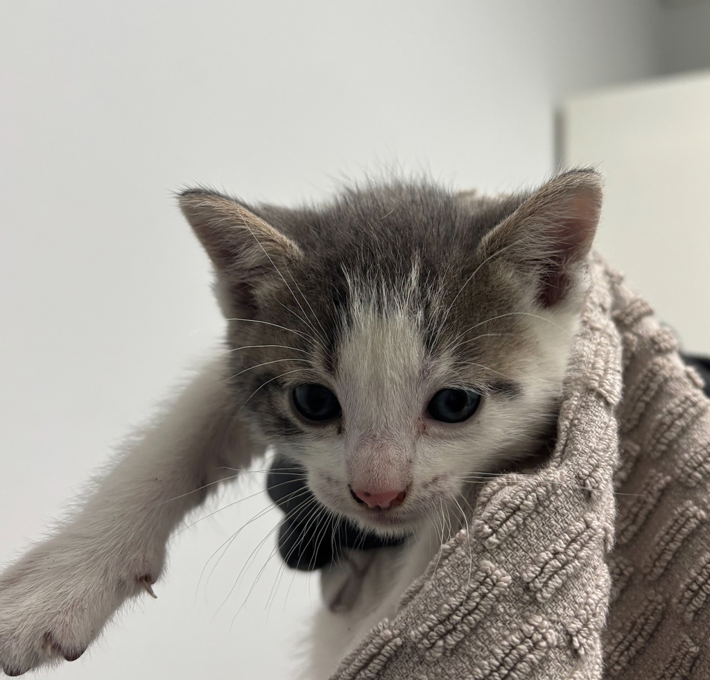 Shelter Stray Male Cat last seen Near National Avenue, San Diego, CA, 92113, San Diego, CA 92110