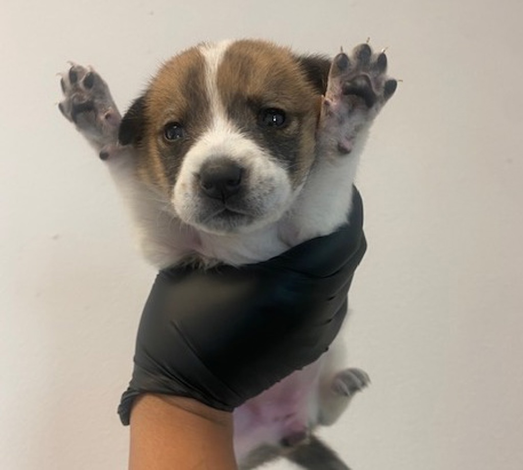 Shelter Stray Female Dog last seen C Street, San Diego, CA, 92102, San Diego, CA 92110