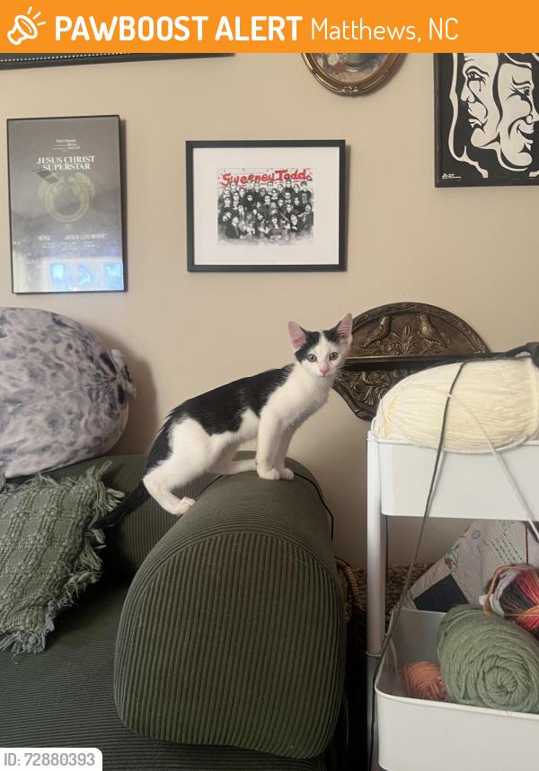 Found/Stray Male Cat last seen The Address Galleria, Matthews, NC 28105