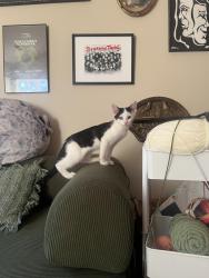 Found/Stray Male Cat last seen The Address Galleria, Matthews, NC 28105