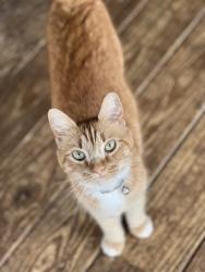 Lost Female Cat last seen Near n old Buncombe rd, Travelers Rest, SC 29690