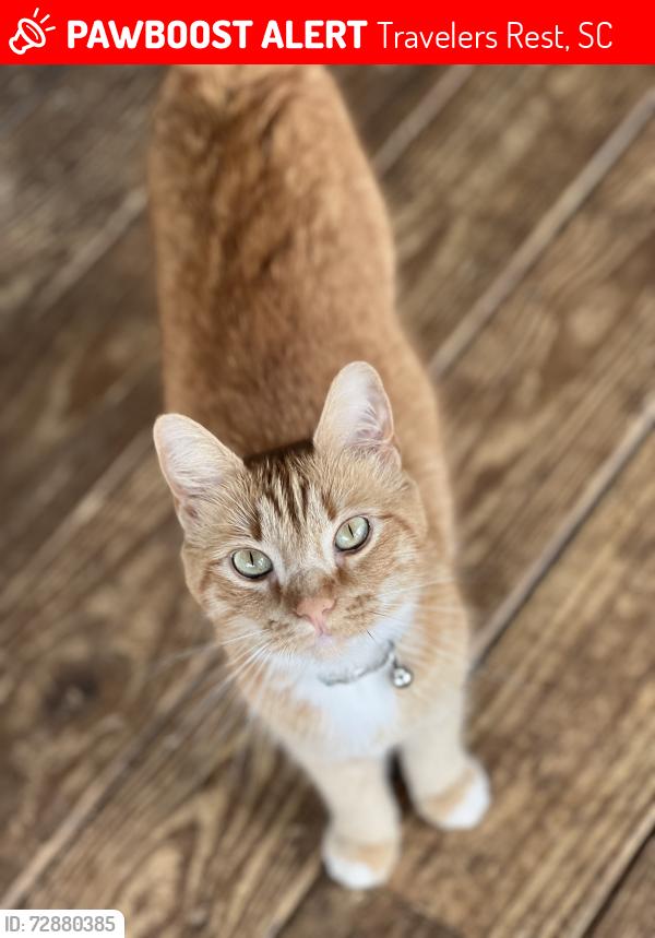 Lost Female Cat last seen Near n old Buncombe rd, Travelers Rest, SC 29690