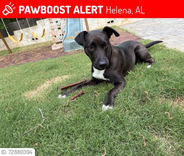 Lost Female Dog last seen end if culdesac on crossvine dr in silver lakes , Helena, AL 35022
