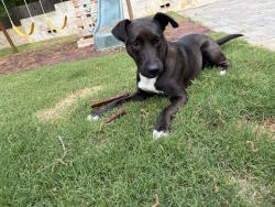 Lost Female Dog last seen end if culdesac on crossvine dr in silver lakes , Helena, AL 35022