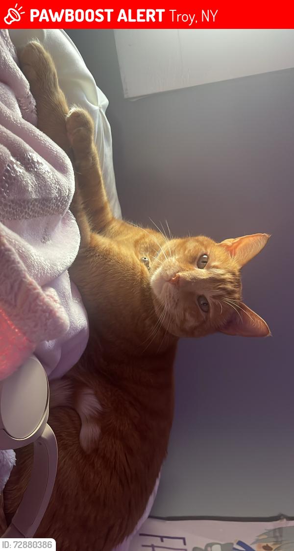 Lost Male Cat last seen 113th St, Troy, NY, Troy, NY 12182