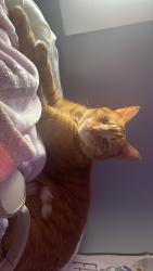 Lost Male Cat last seen 113th St, Troy, NY, Troy, NY 12182