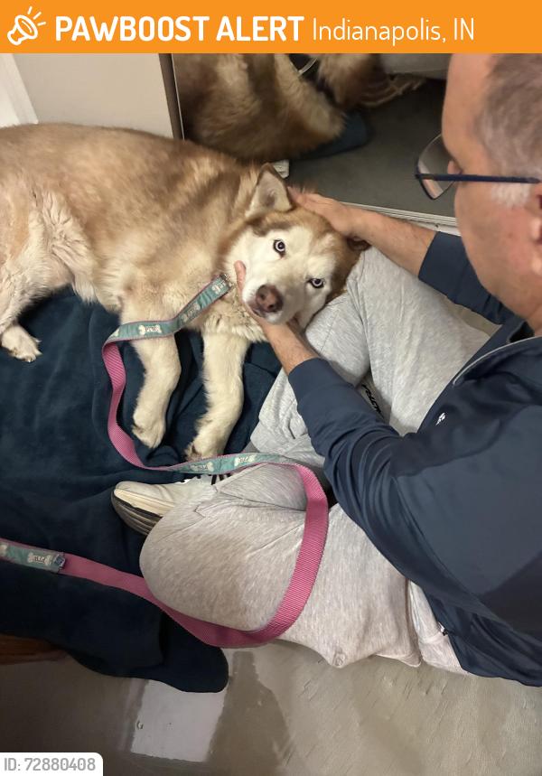 Found/Stray Male Dog last seen Indy Opera bldg, Indianapolis, IN 46205