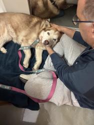 Found/Stray Male Dog last seen Indy Opera bldg, Indianapolis, IN 46205