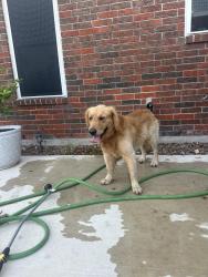 Found/Stray Male Dog last seen Near the gas station , Baytown, TX 77520
