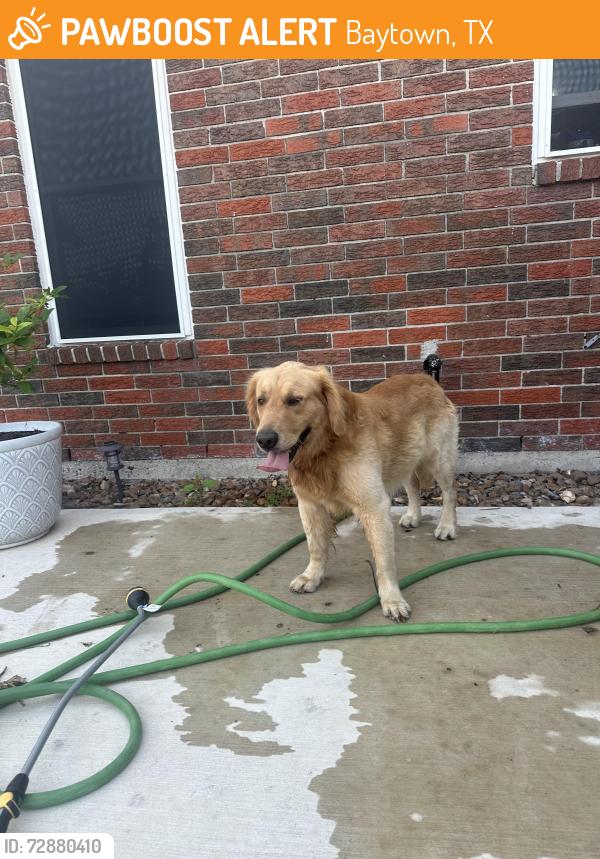 Found/Stray Male Dog last seen Near the gas station , Baytown, TX 77520