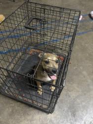 Found/Stray Unknown Dog last seen englewood ave, Lubbock, TX 79416