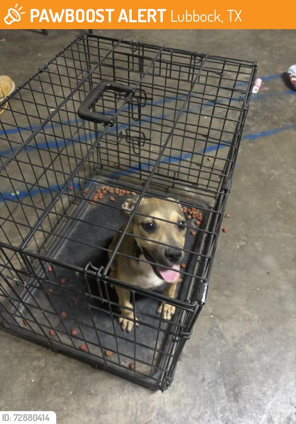Found/Stray Unknown Dog last seen englewood ave, Lubbock, TX 79416