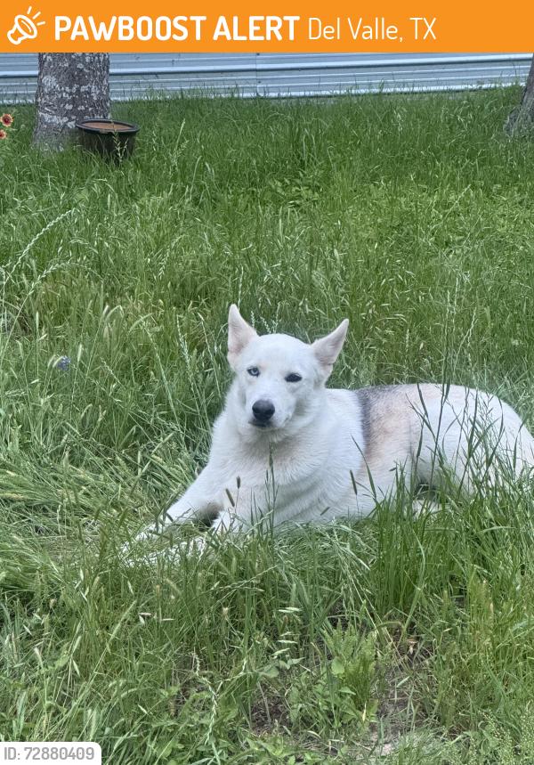 Found/Stray Male Dog last seen Escondido dr /jacobson , Del Valle, TX 78617