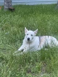 Found/Stray Male Dog last seen Escondido dr /jacobson , Del Valle, TX 78617
