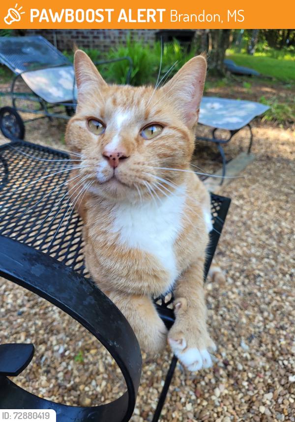 Found/Stray Male Cat last seen Hillcrest Pl, Brandon, MS 39042