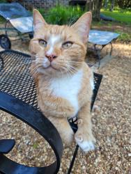 Found/Stray Male Cat last seen Hillcrest Pl, Brandon, MS 39042