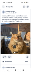 Lost Male Cat last seen Near Thompson dr Saginaw tx, Saginaw, TX 76179