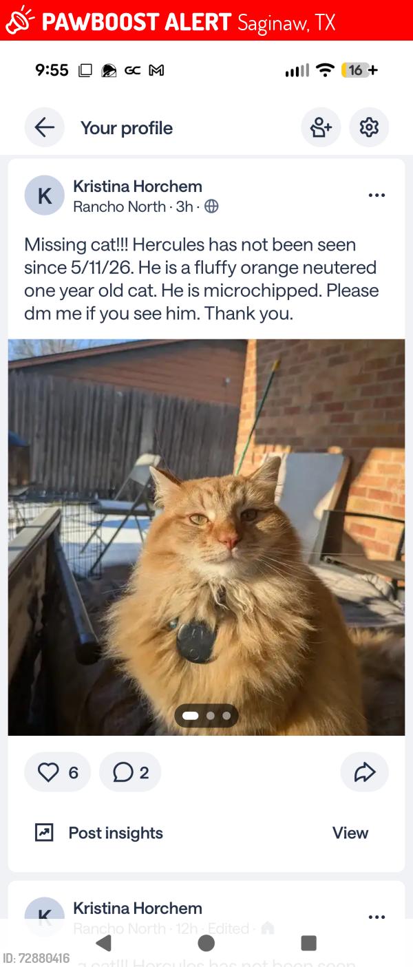 Lost Male Cat last seen Near Thompson dr Saginaw tx, Saginaw, TX 76179