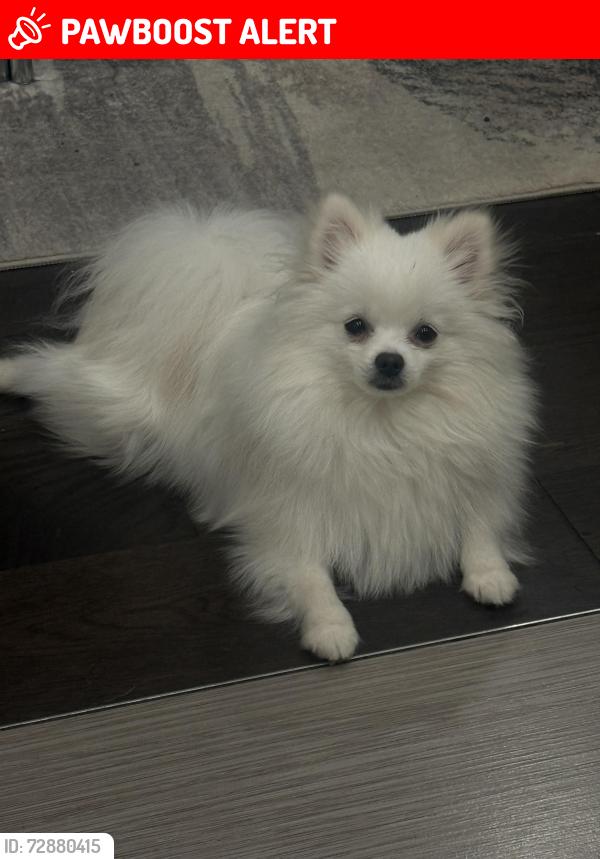 Lost Male Dog last seen On Britannia Rd, W near Marshalls are, Mississauga, ON L5V 2Y1