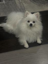 Lost Male Dog last seen On Britannia Rd, W near Marshalls are, Mississauga, ON L5V 2Y1