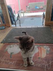 Found/Stray Female Cat last seen Nashville Ave and Seattle Ave, Bellview, FL 32526