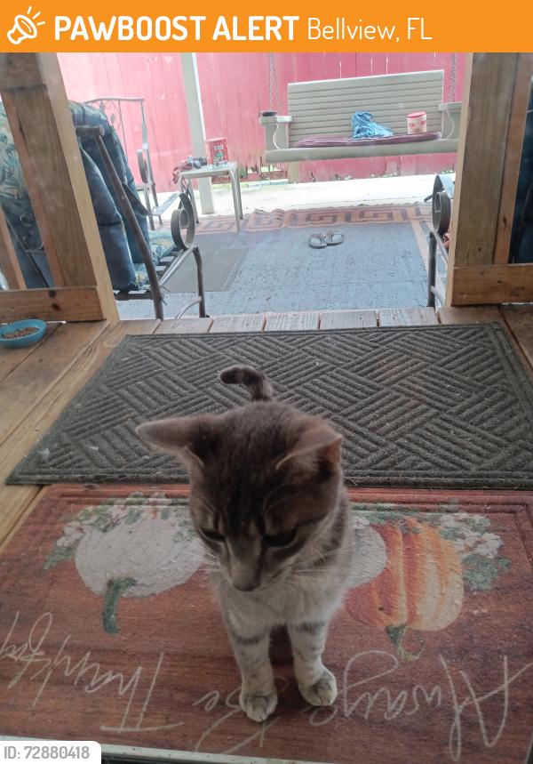 Found/Stray Female Cat last seen Nashville Ave and Seattle Ave, Bellview, FL 32526
