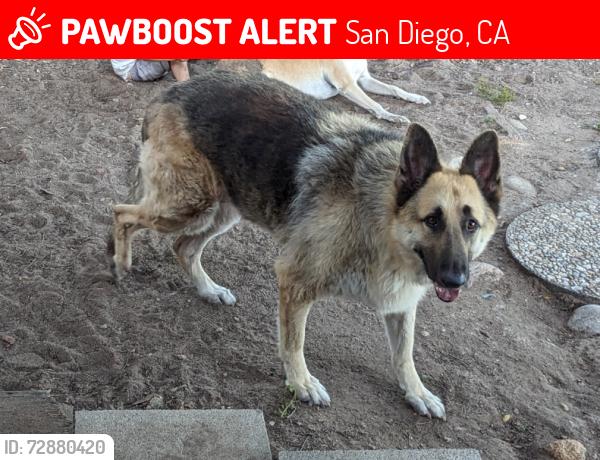 Lost Female Dog last seen Euclid Ave and Lakiba Palmer Avenue, San Diego, CA 92105