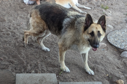 Lost Female Dog last seen Euclid Ave and Lakiba Palmer Avenue, San Diego, CA 92105