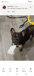Lost Female Dog last seen Train station , New York, NY 10019