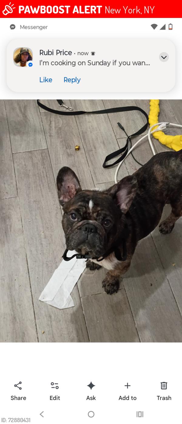 Lost Female Dog last seen Train station , New York, NY 10019