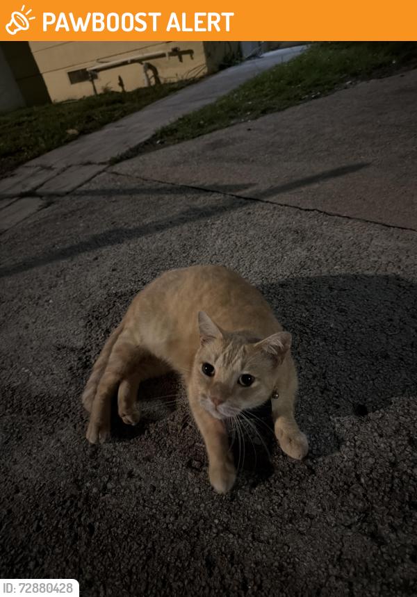 Found/Stray Male Cat last seen On lake ave , West Palm Beach, FL 33405