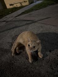 Found/Stray Male Cat last seen On lake ave , West Palm Beach, FL 33405