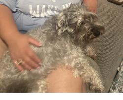 Reunited Male Dog last seen Campo del sol , Mustang Ridge, TX 78610