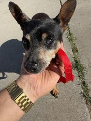 Found/Stray Male Dog last seen Carson street and palo Verde in long beach, Long Beach, CA 90808