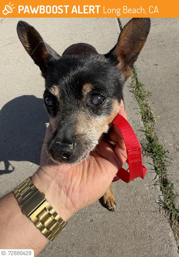 Found/Stray Male Dog last seen Carson street and palo Verde in long beach, Long Beach, CA 90808