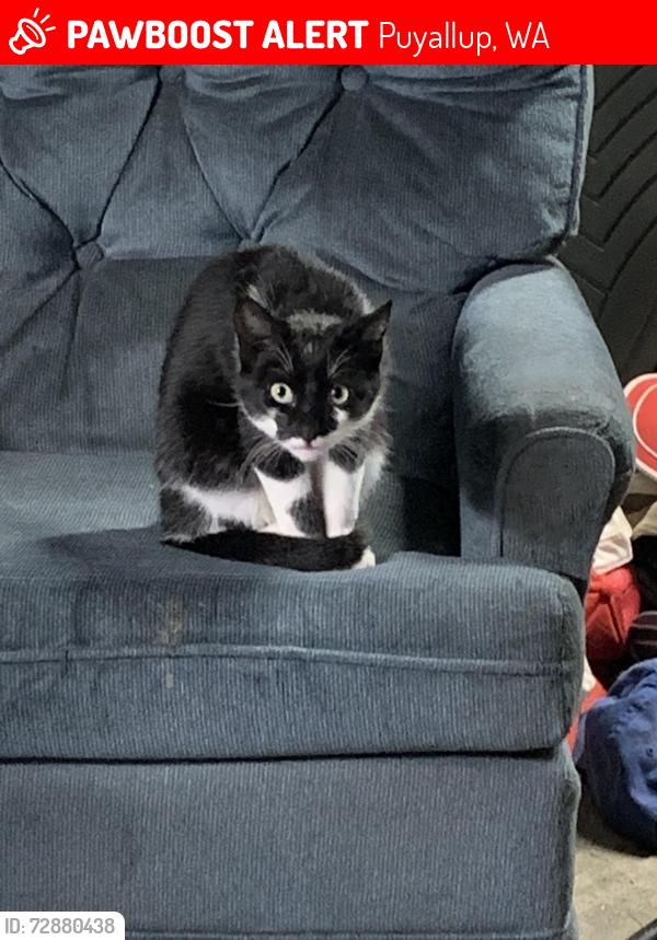 Lost Male Cat last seen Canyon 141st , Puyallup, WA 98446