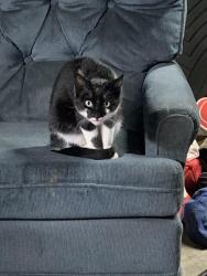 Lost Male Cat last seen Canyon 141st , Puyallup, WA 98446