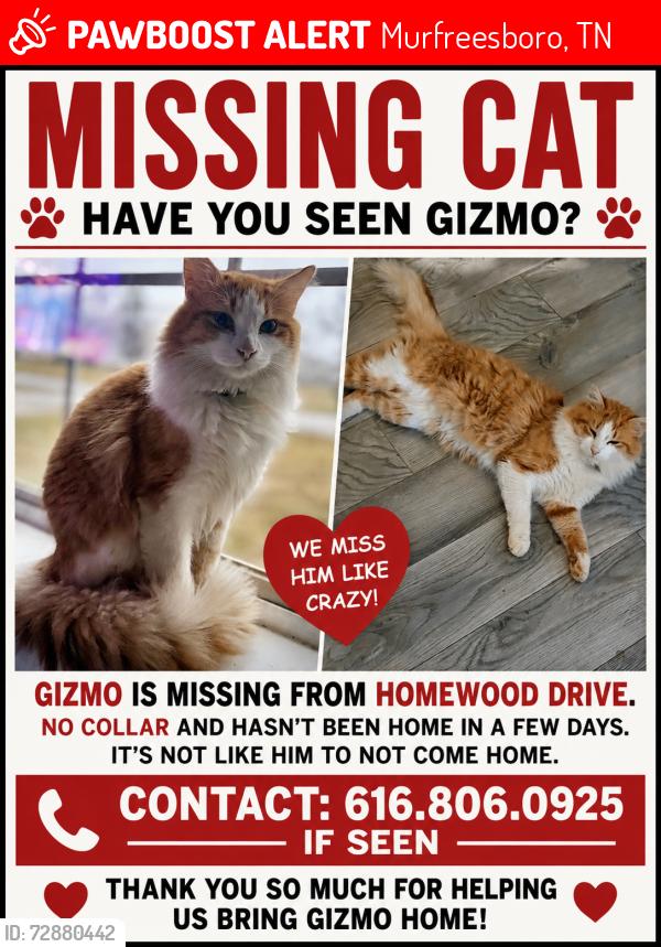 Lost Male Cat last seen Lytle creek, Murfreesboro, TN 37127