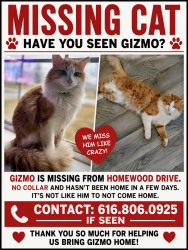 Lost Male Cat last seen Lytle creek , Murfreesboro, TN 37127